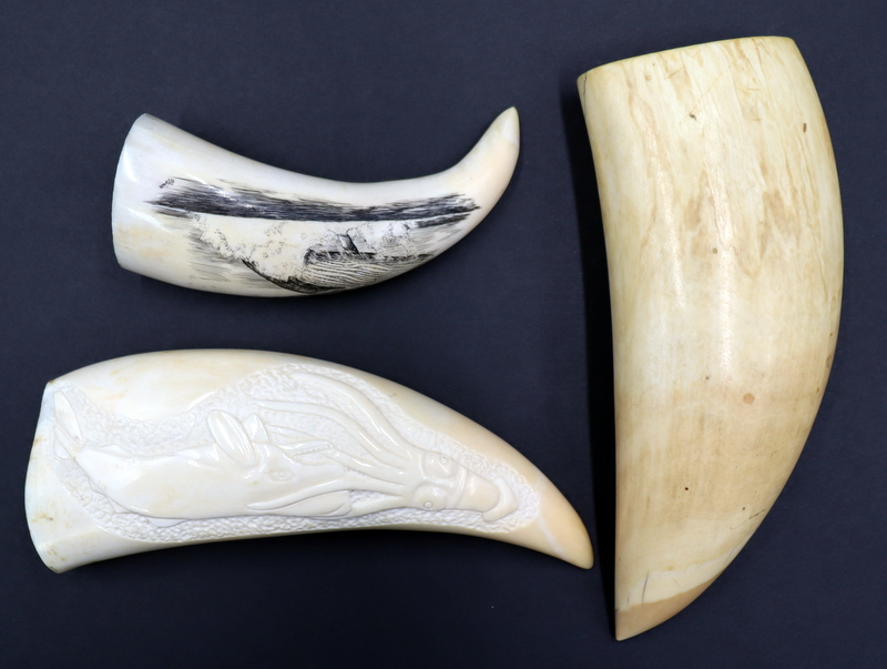  3 PC SCRIMSHAW AND SPERM WHALE 3ba1ca