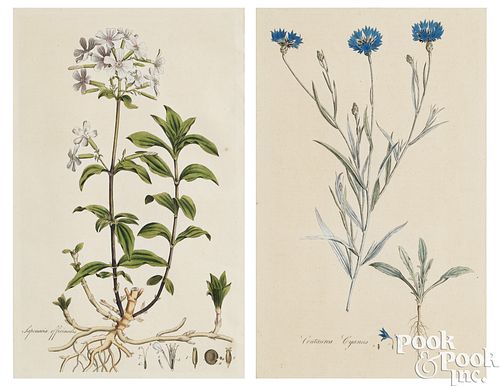 TWO BOTANICAL COLOR ENGRAVINGS, CA.