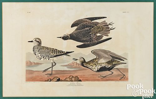 JOHN JAMES AUDUBON, HAND COLORED AQUATINTJohn