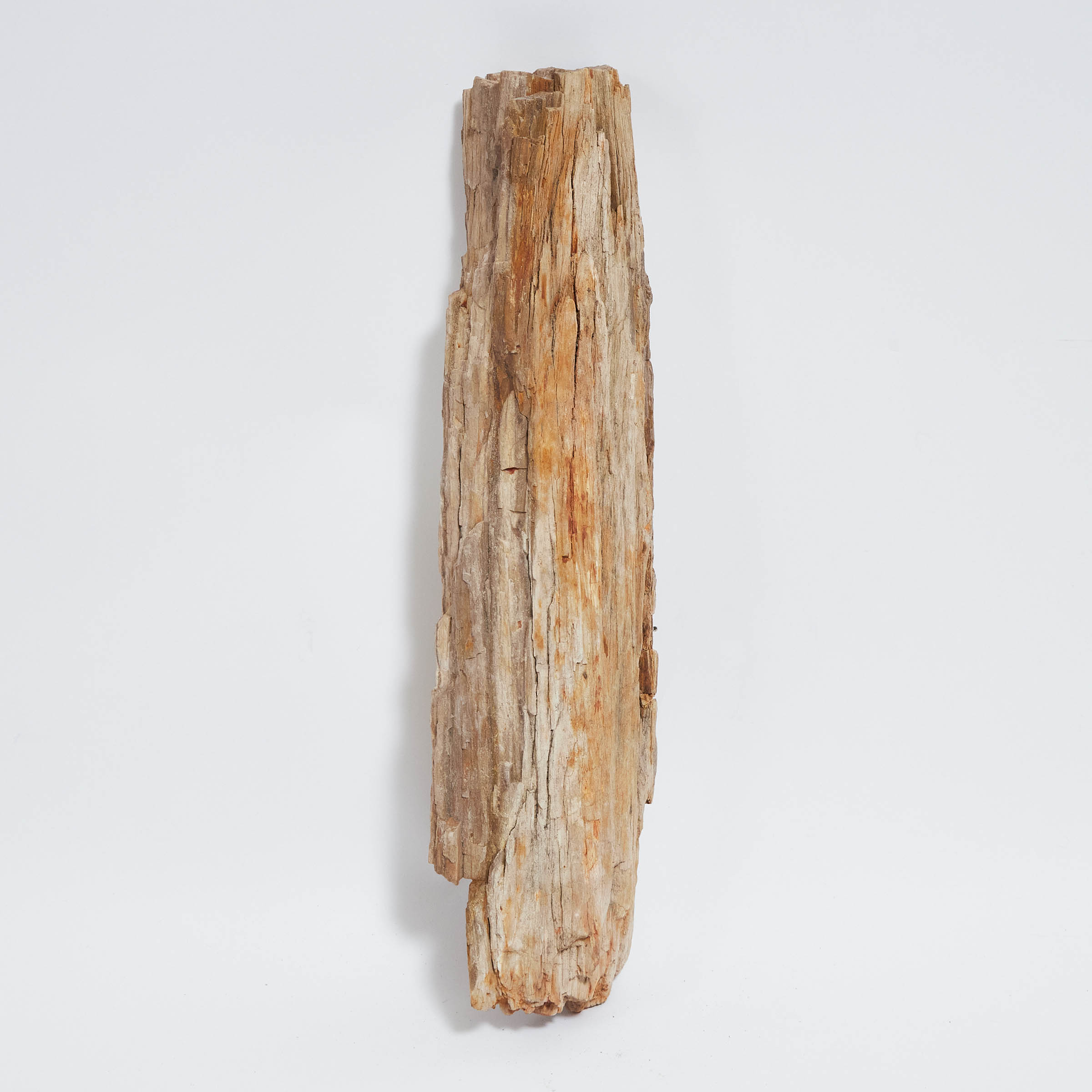 Large Prehistoric Petrified Wood 2fb0a70