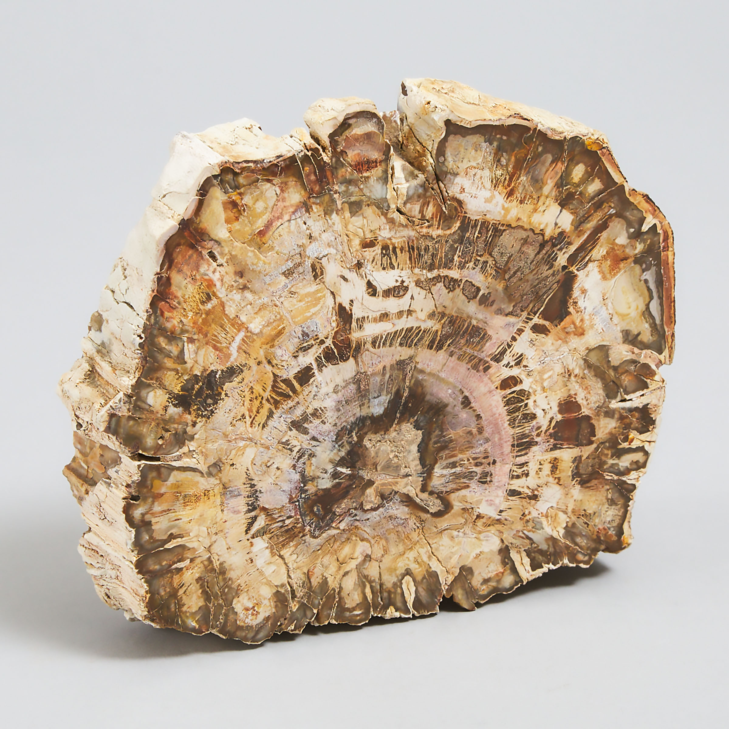 Petrified Wood Specimen Sample  2fb0b8f