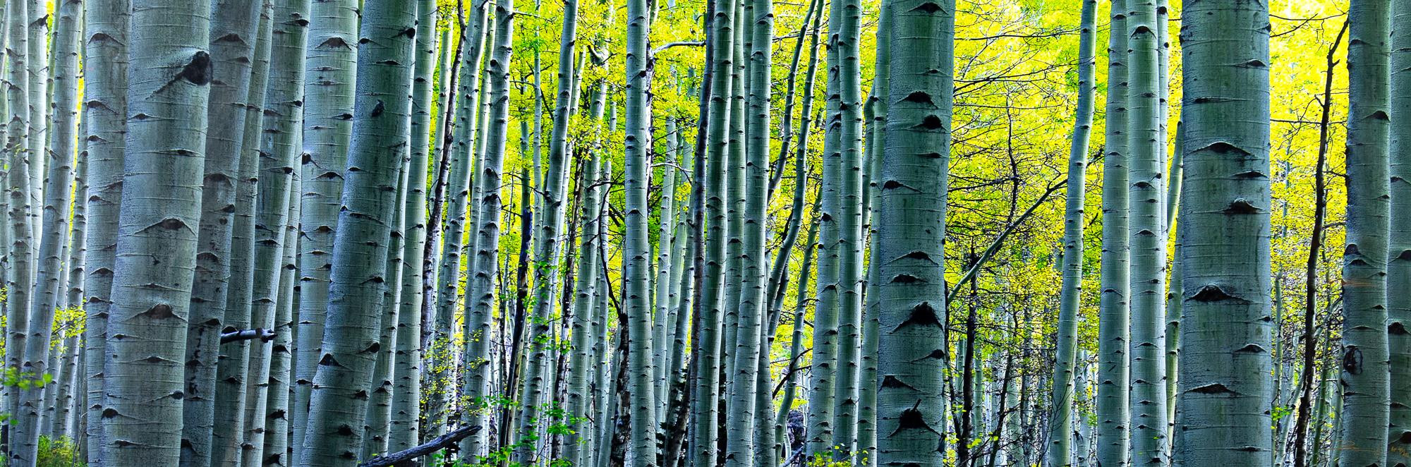 PETER LIK 1959 ENDLESS BIRCHES 2fb0cb8