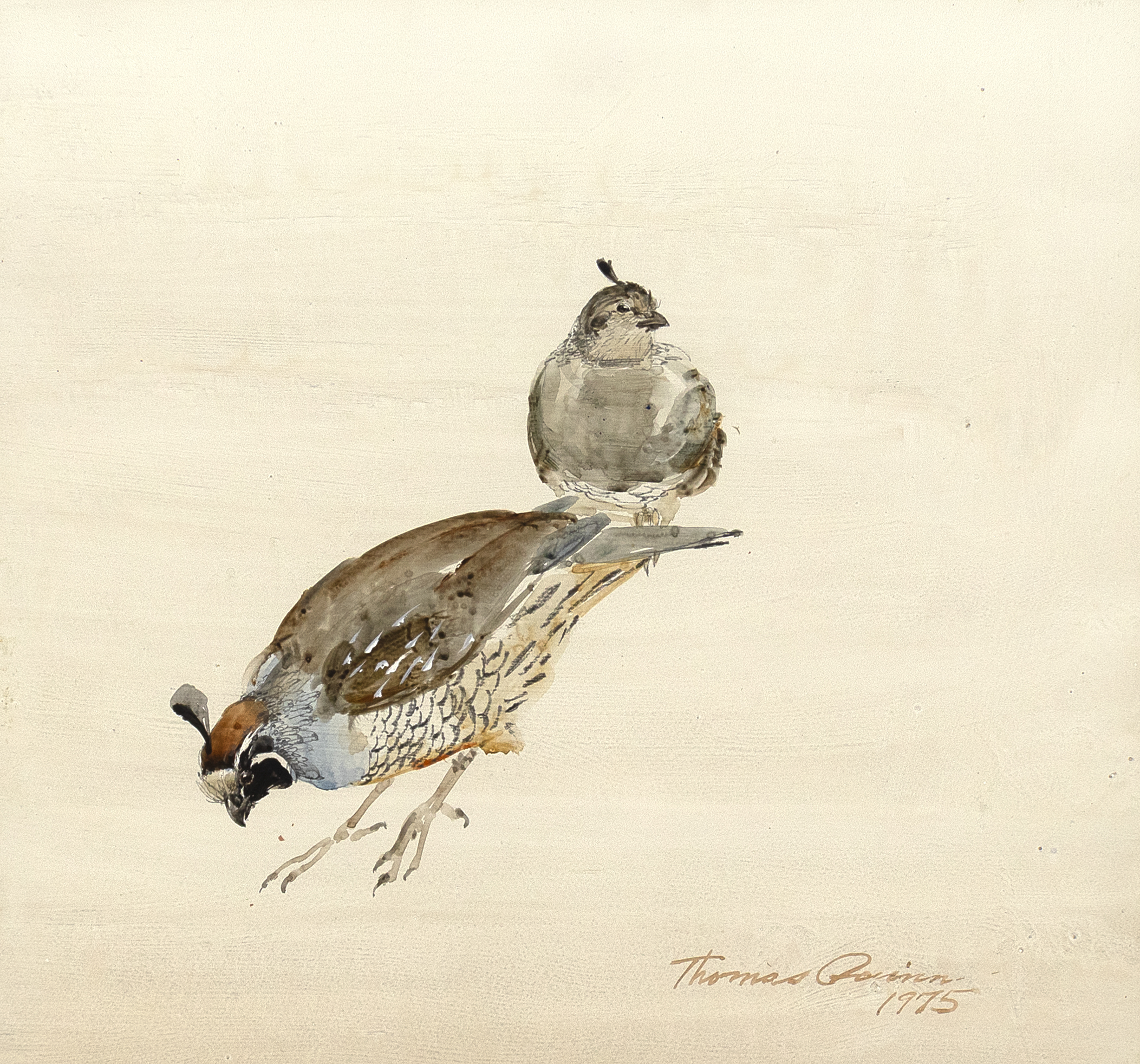 THOMAS QUINN (1938- ), QUAIL Title: