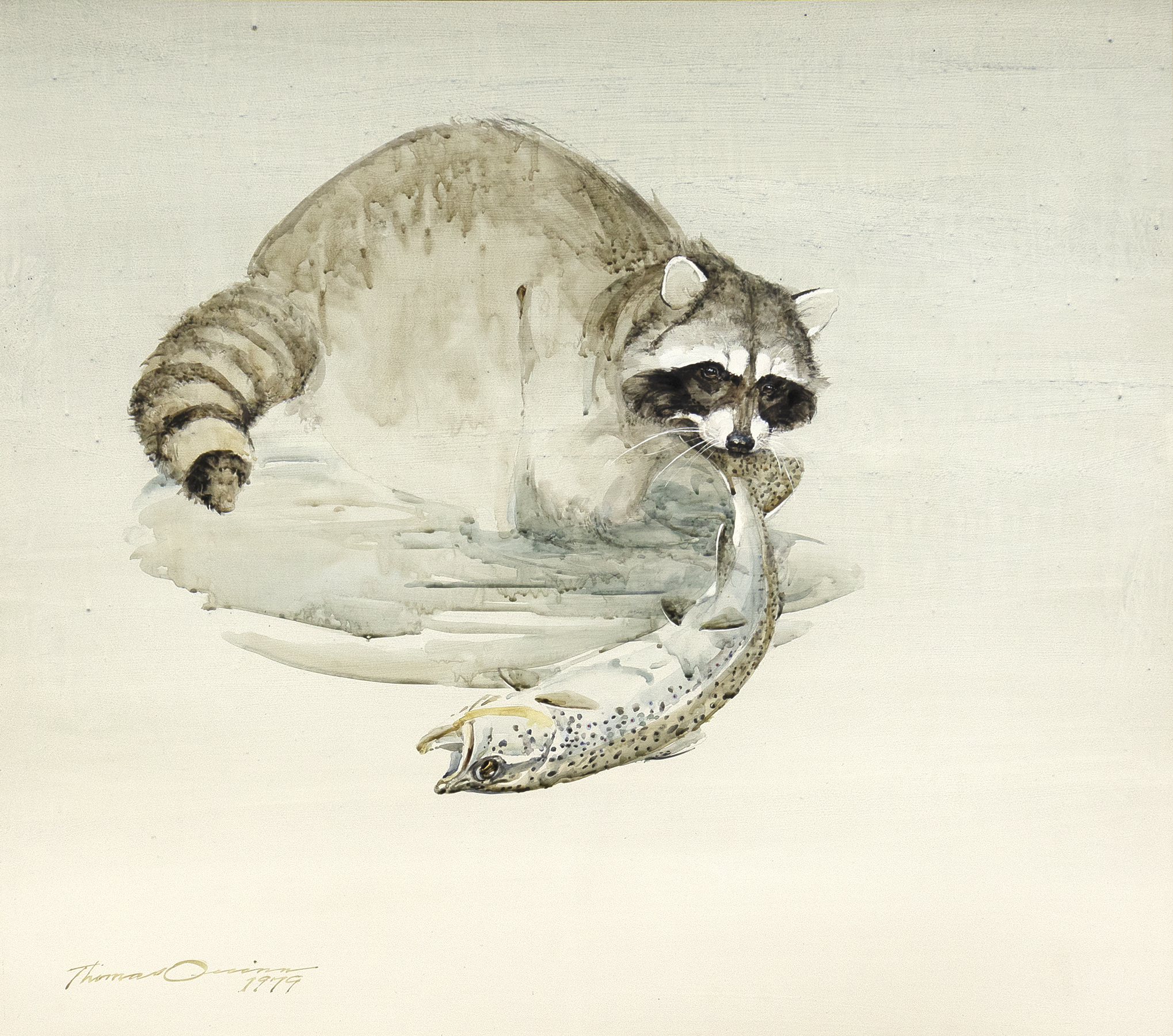 THOMAS QUINN (1938- ), RACCOON WITH