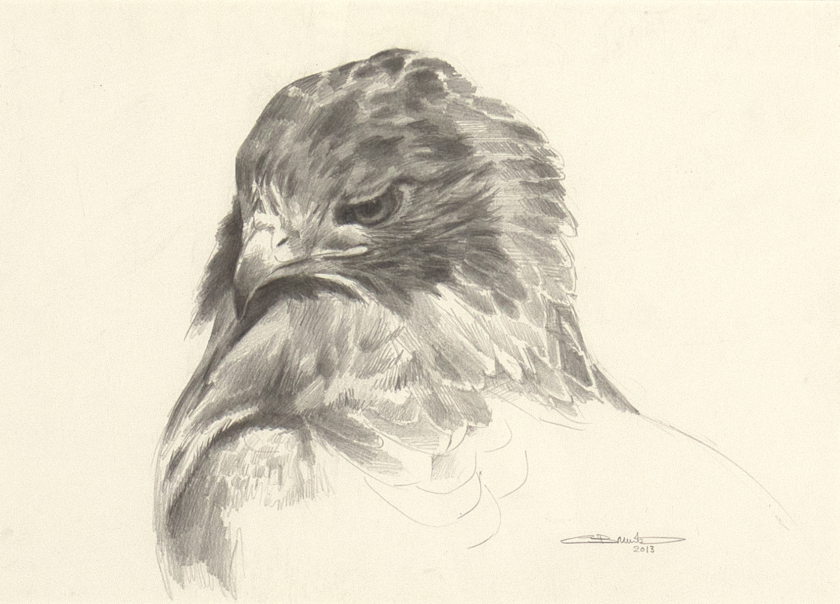 CARL BRENDERS (1937- ), REDTAIL HAWK