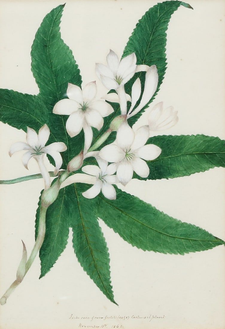 BRITISH SCHOOL TUBEROSE 1862British 2fb2b5d