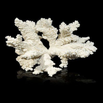 A LARGE BRANCH CORAL   2fb3a2d