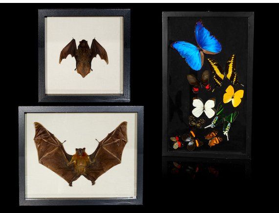 A FRAMED BUTTERFLY COLLECTION AND 2fb3a9d