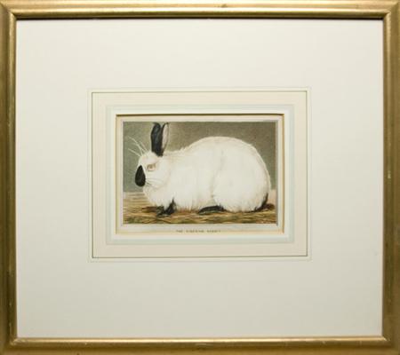 After H. White THE SIBERIAN RABBIT Chromolithograph