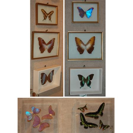 Group of Eight Butterflies
	  Estimate:$150-$250