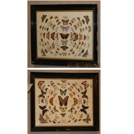 Two Groups of Framed Butterflies  685db