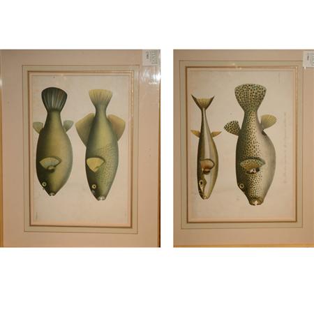 After L. Speigler [FISH STUDIES] Two