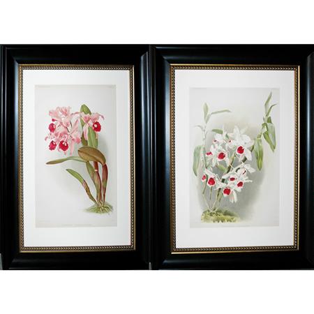 Joseph Mansell [ORCHID STUDIES] Two