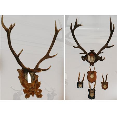 Group of Six Pairs of Antlers Together