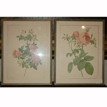 After Pierre-Joseph Redoute [ROSE STUDIES]