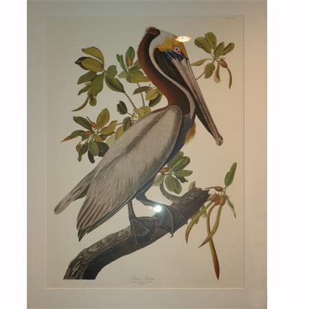 After John James Audubon BROWN 68ddb