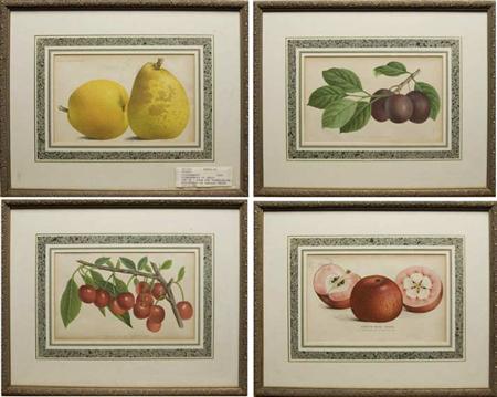 P. de Pannemaeker [FRUIT STUDIES]