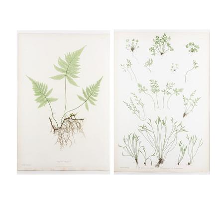 Bradbury & Evans, printers [FERN STUDIES]