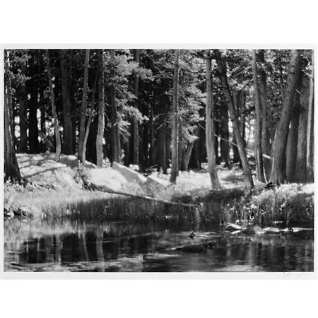 ADAMS, ANSEL (1902-1984) Lodgepole Pines,