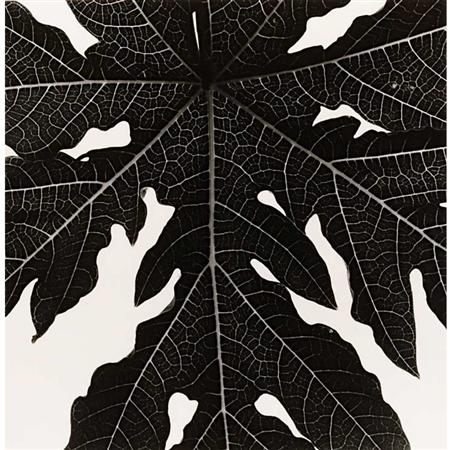 WESTON, BRETT (1911-1993) Leaf.
	  Estimate:$800-$1,200