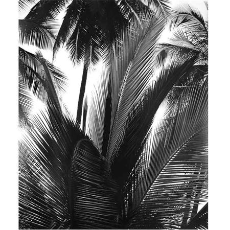 WESTON, BRETT (1911-1993) Untitled [Palms].
	