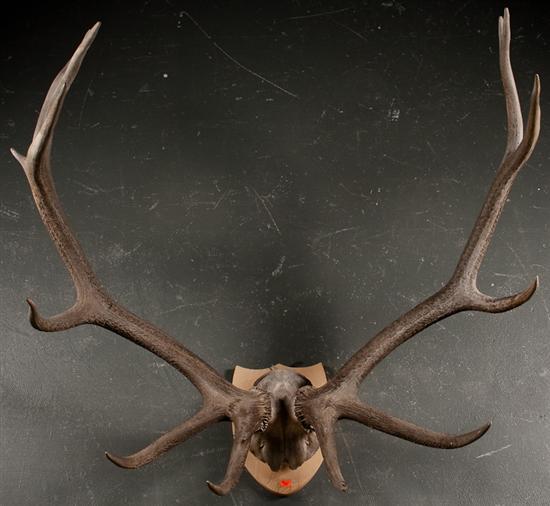 14 point elk horn trophy mounted 78446