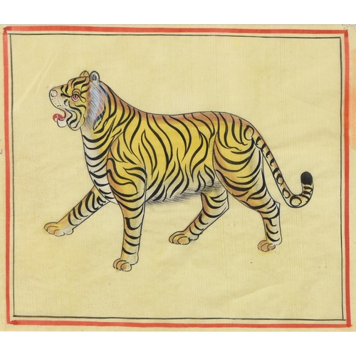 Indian School - Tiger; Tiger, a