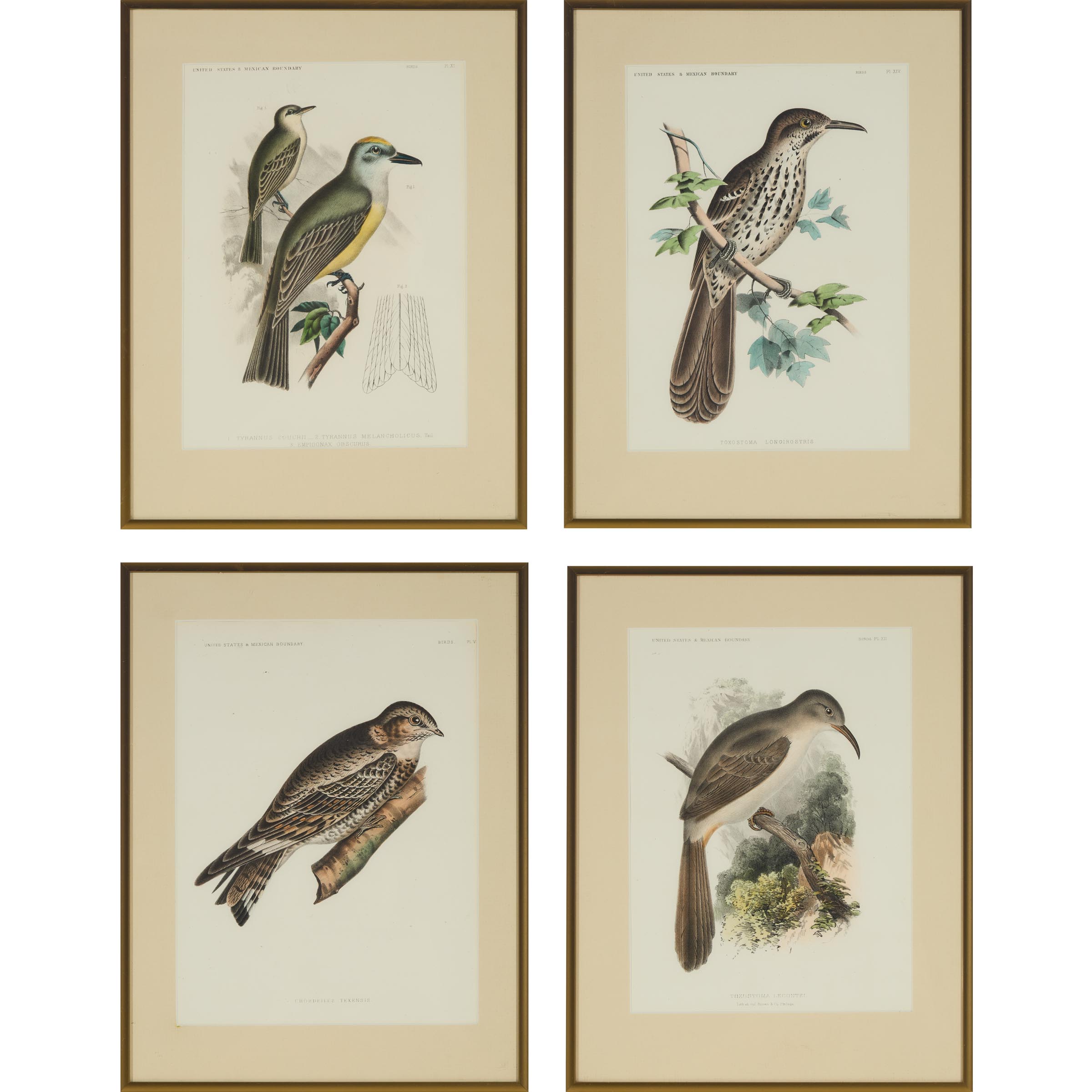 Four Ornithological Prints, Bowen