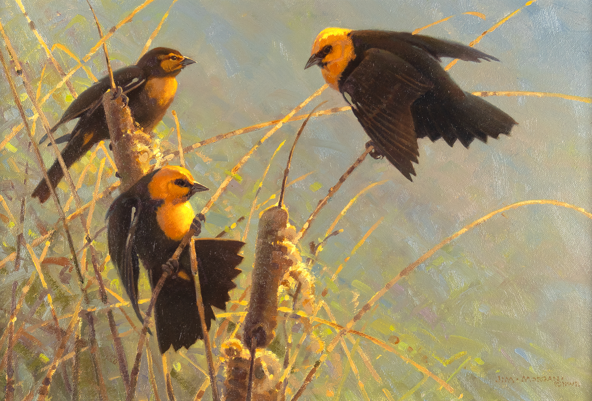 JIM MORGAN (1947- ), YELLOW-HEADED BLACKBIRDS