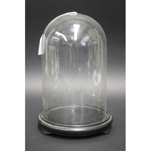 Glass dome on ebonized wood base, approx