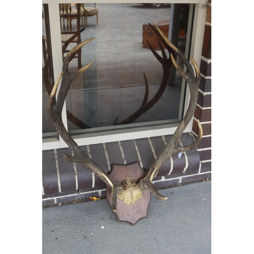 Old French wall mountable antlers