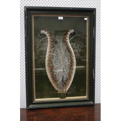 Rare shadow framed Australian Lyre bird