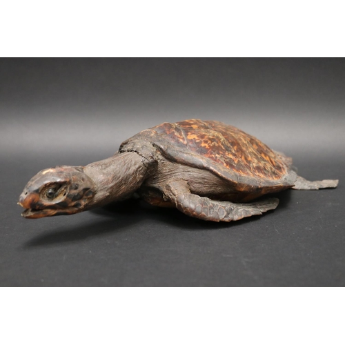 Full body taxidermy sea turtle,