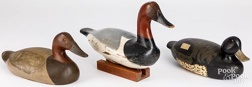 CANVASBACK DECOY WITH HIGH HEAD,