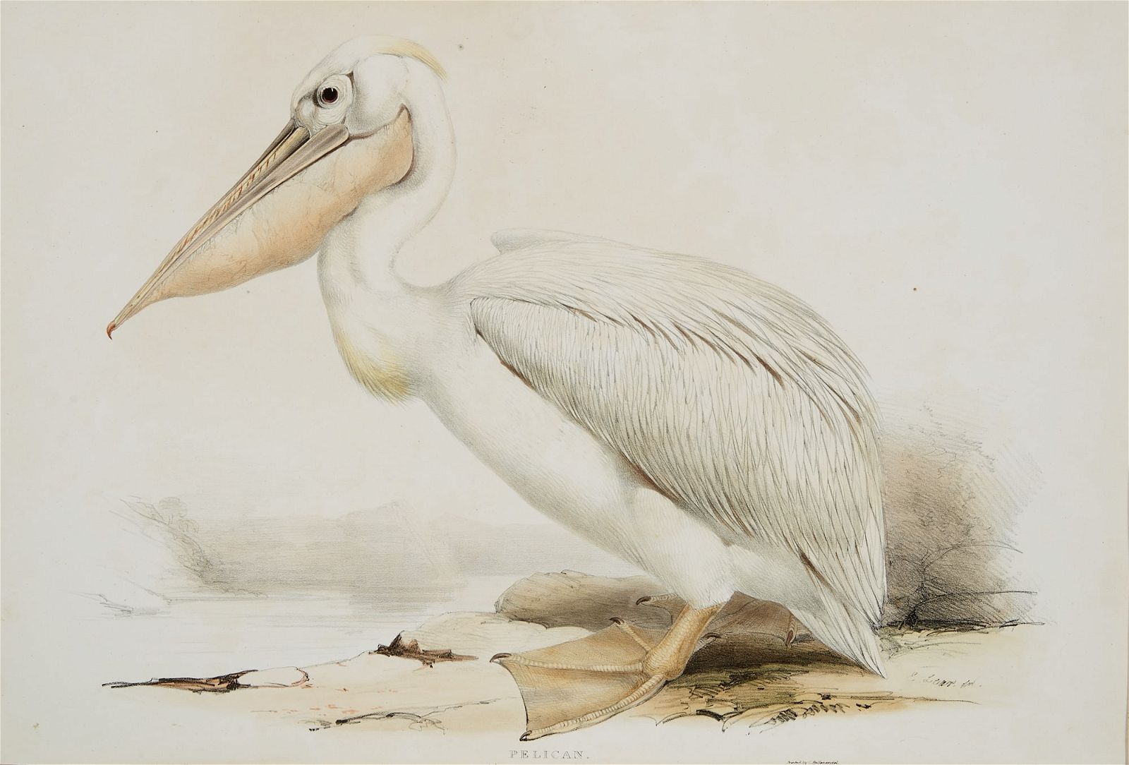EDWARD LEAR, PELICAN, FROM THE