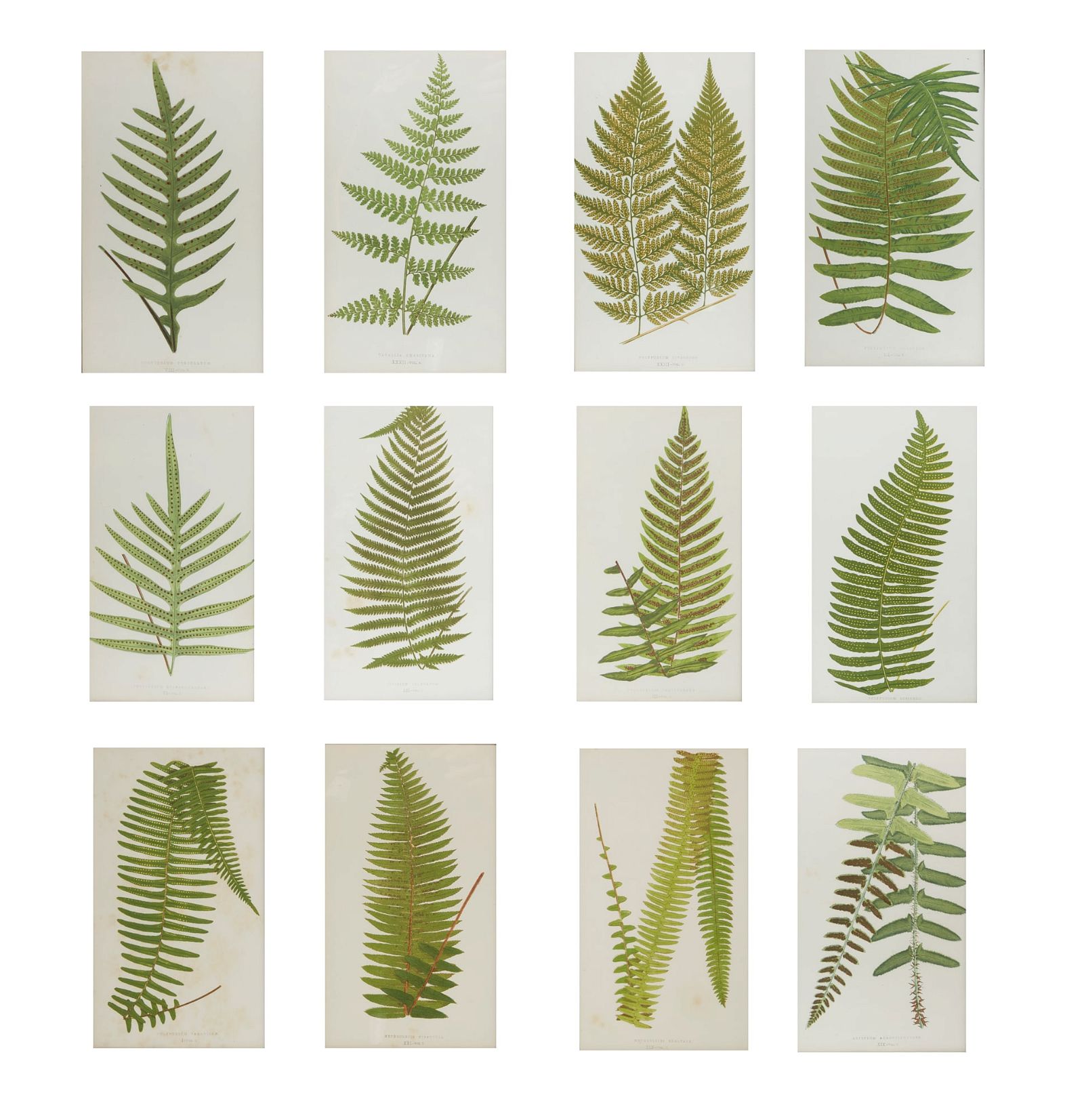 TWELVE PLATES FROM LOWE'S FERNS: