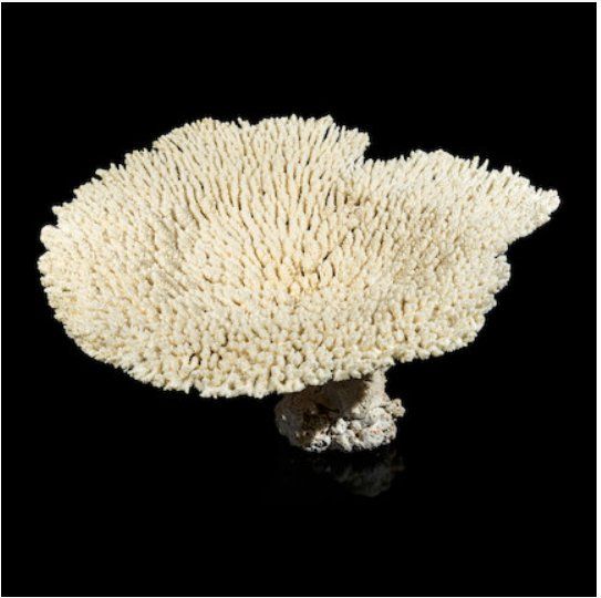 A LARGE HYACINTH TABLE CORAL SPECIMENA