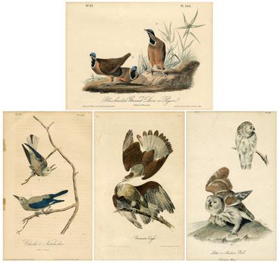 Four octavo Audubon prints quot Blueheaded 90b19