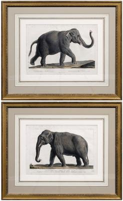 Pair engravings of elephants, after