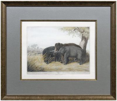 Elephant engraving after Williamson  90f8b
