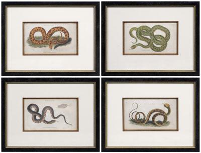 Four snake engravings Ringed Boa  90fef