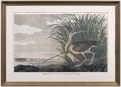 Charleston print after Audubon,