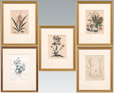 Five botanical engravings: "Limax