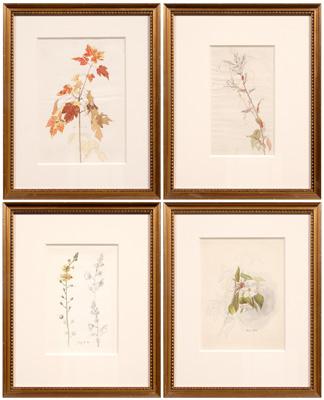 Four botanical watercolors sketches 912a1