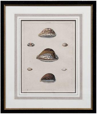 George Perry shell aquatints 13 91064