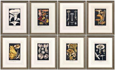 Eight botanical prints, Leuba: