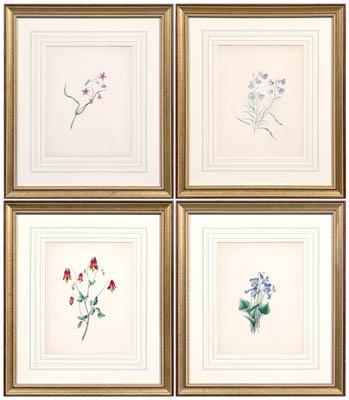 Four botanical prints Badger Mrs  91615