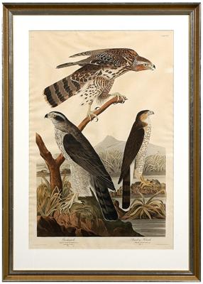 Havell print, after Audubon, [Goshawk,