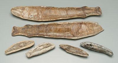Five fossilized fish: four approximately