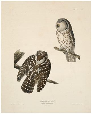 Havell Edition Audubon print Tengmalm s 92afc